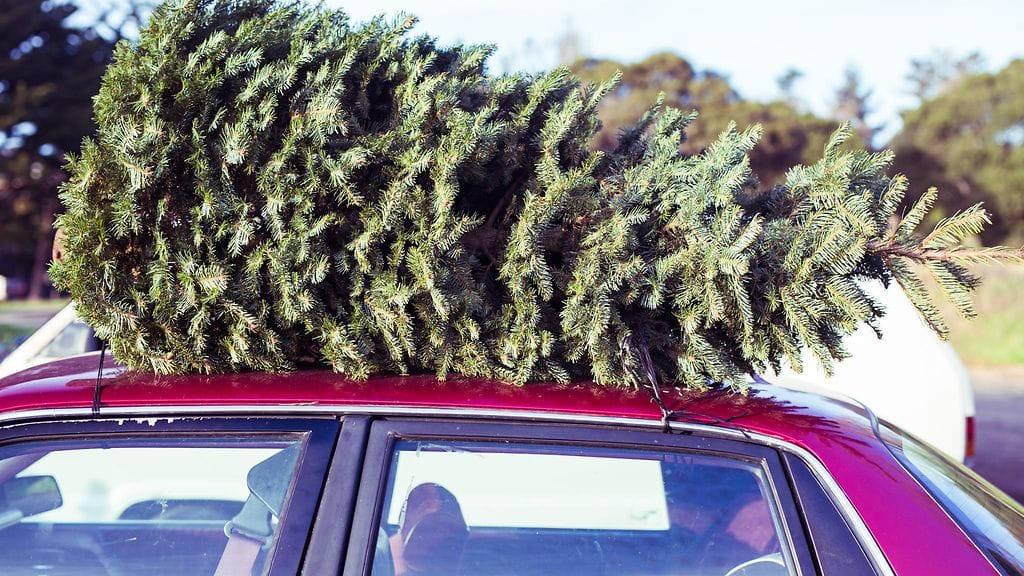 Aidossa joulukuusessasi voi pesiä jopa 25 000 ötökkää. Vuoden 2017 varoitus kiertää jälleen netissä.