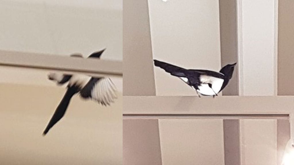 Susanna Kontkanen onnistui ikuistamaan yli-innokkaan shoppailijan.