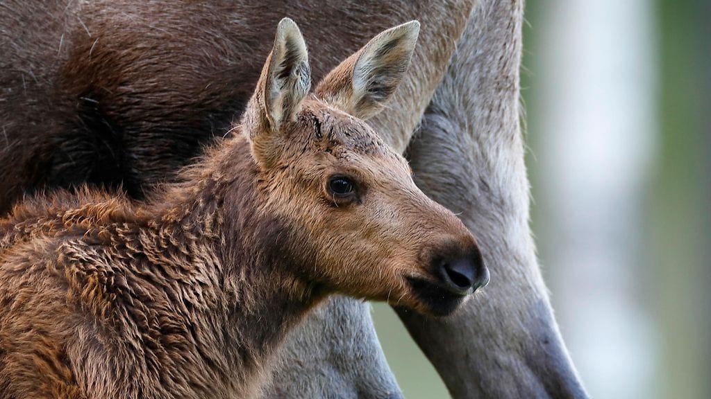 Metsästäjät joutuivat lopettamaan jäihin vajonneen vasan. Toinen vasoista selvisi vahingoittumattomana,
