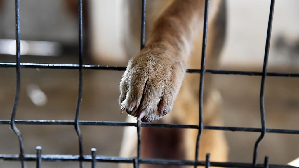 Valitettavasti kaikkia koiria ei ole mahdollista pelastaa.