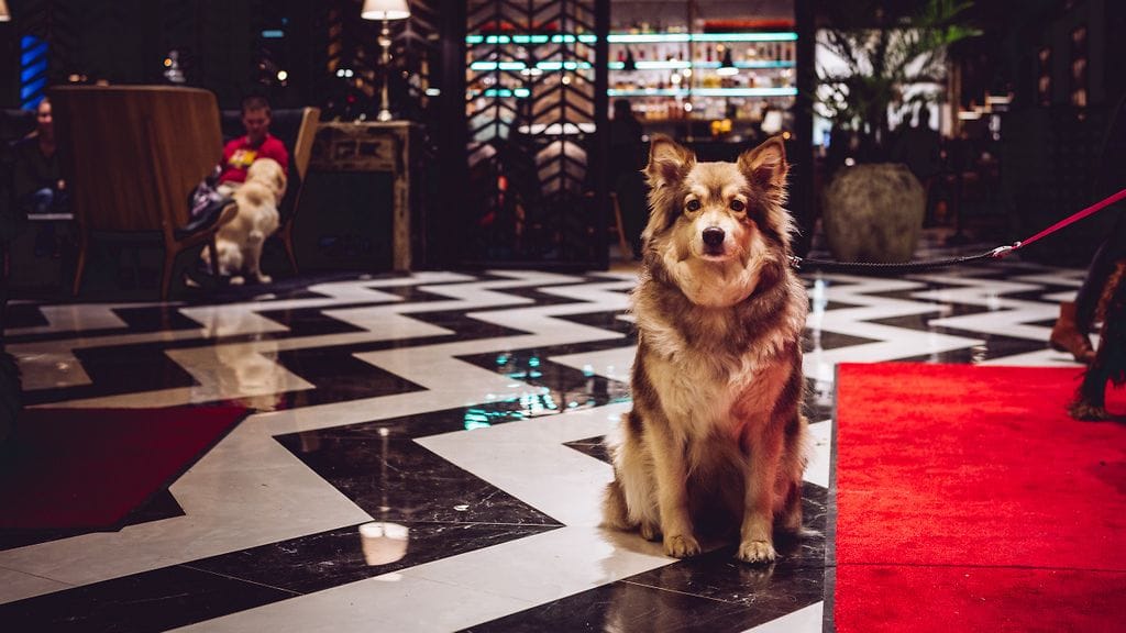 Clarion Hotel Helsinki Airport järjestää uudenvuodenjuhlan koirille.