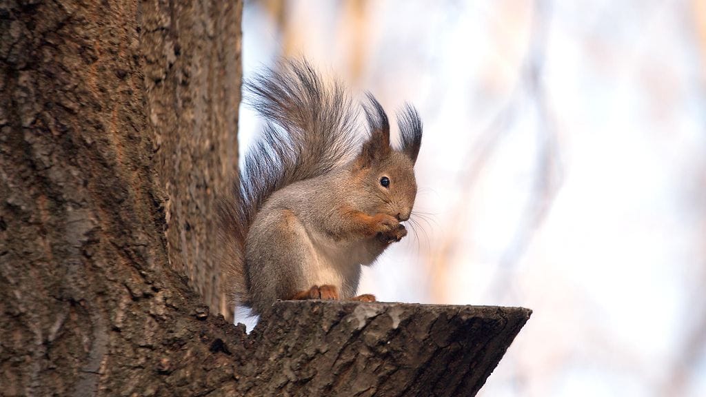 Oravasta tuli eräälle perheelle kuin perheenjäsen.
