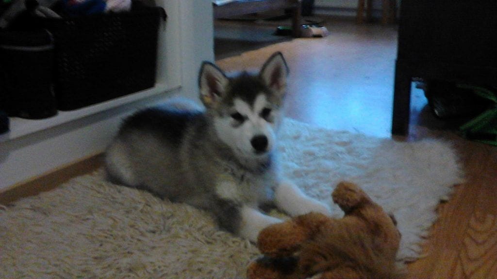 Essi Parviaisen kotiin tullut Lellu oli ehtinyt olla perheessä vasta pari viikkoa ennen varkautta.