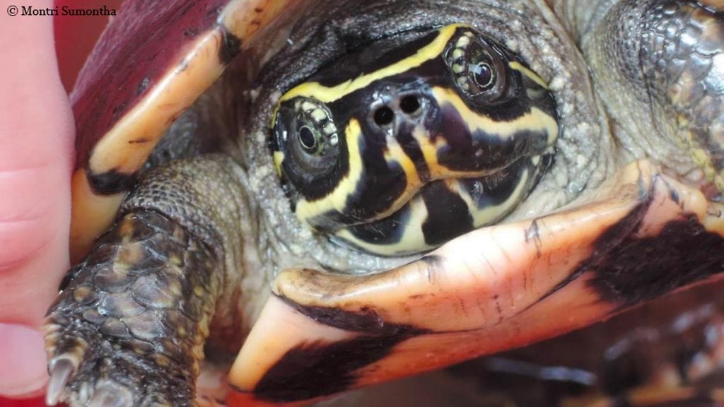 Malayemys_isan_1 käytä vain kerran