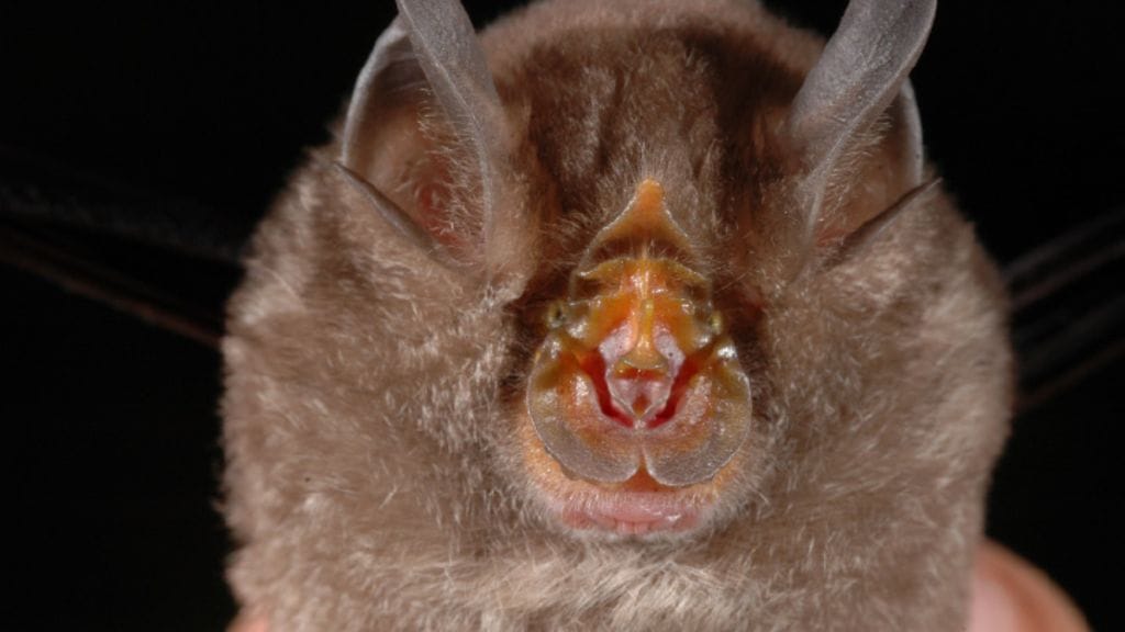 Rhinolophus_monticolus_1 käytä vain kerran