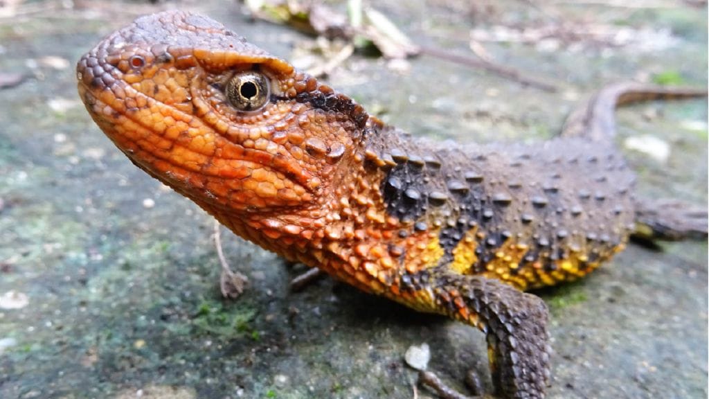 Shinisaurus crocodilurus krokotiililisko elää vehreillä makean veden alueilla Etelä-Kiinassa ja Pohjois-Vietnamissa.