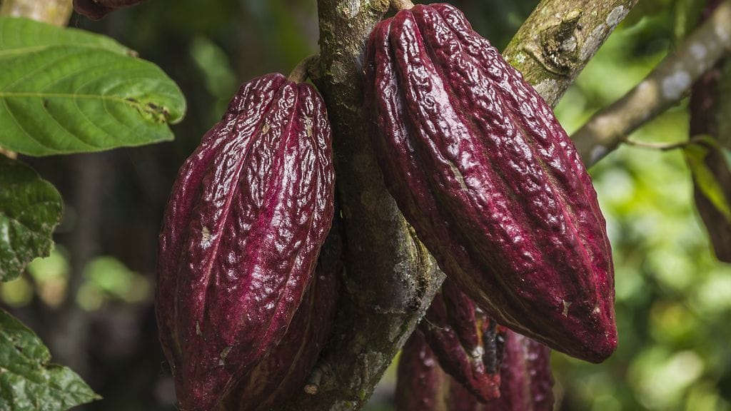 Kaakaopuun hedelmä on keskimäärin kolmekymmensenttinen. Kuvituskuva.