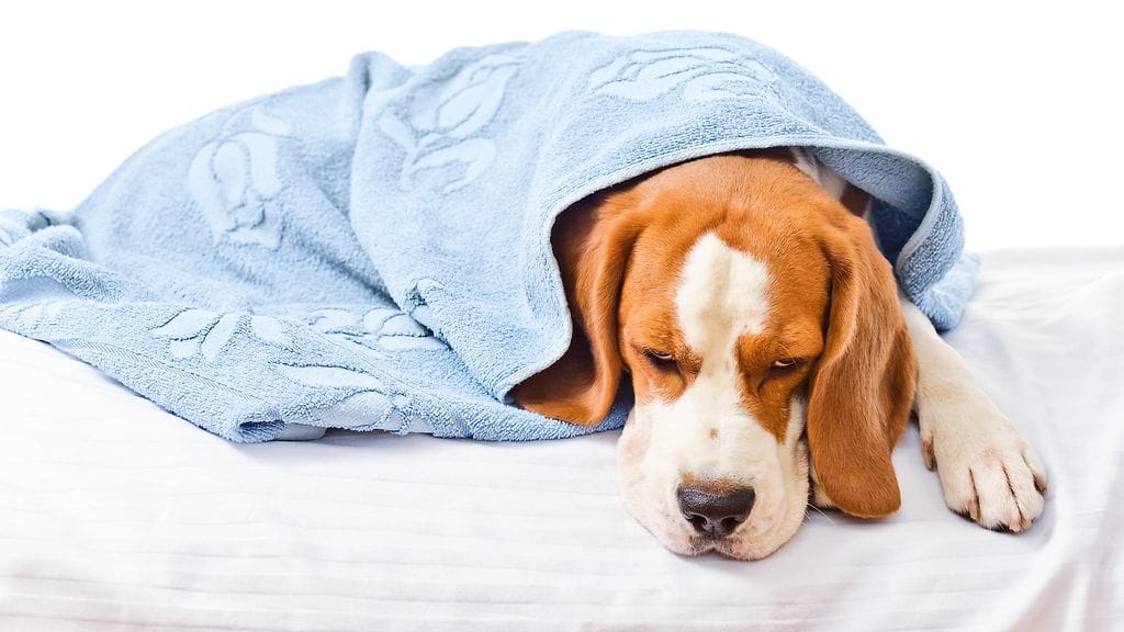 Koirilla esiintyy flunssaa siinä missä ihmisilläkin.