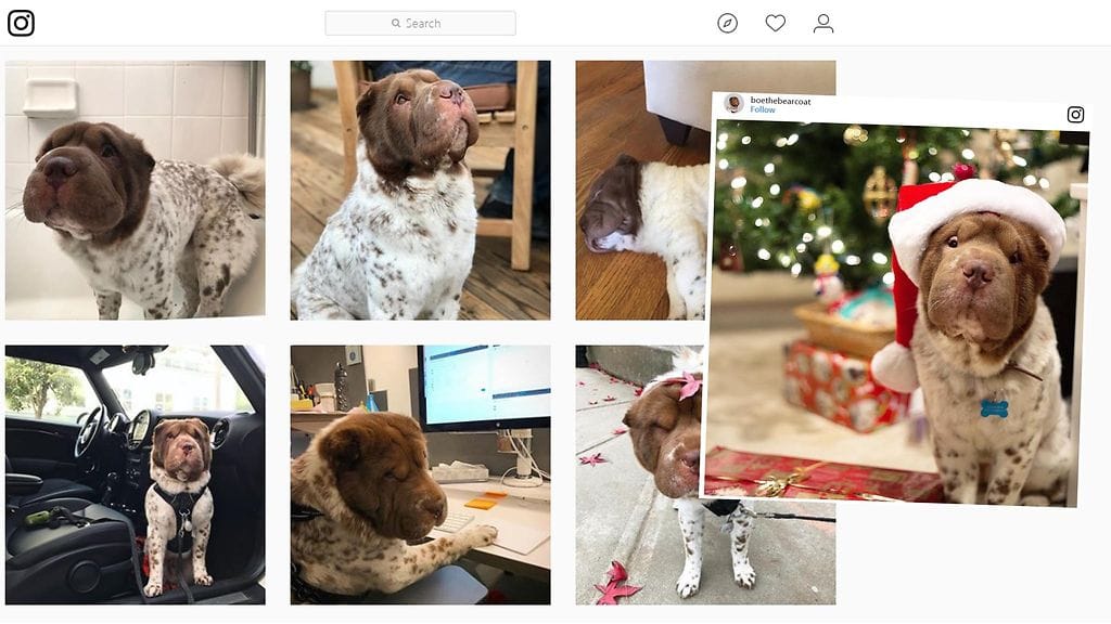 "Karhukoira" on onnistunut keräämään itselleen tuhatpäisen seuraajajoukon. Kuvakaappaus Instagram.