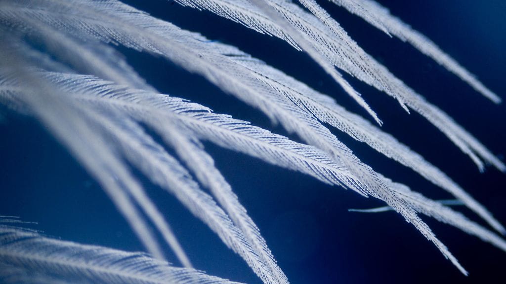 Höyhenet tulkitaan usein merkiksi enkeleistä.