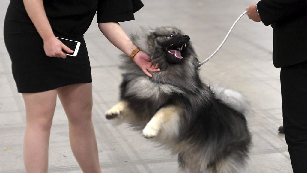 Kuvituskuva. Koira Helsingin Koiramessuilla 8. joulukuuta 2017.