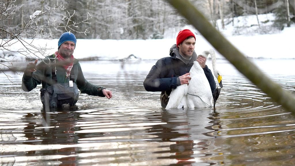 Jarkko Santaharju ja Petteri Lehikoinen pelastamassa laulujoutsenta.