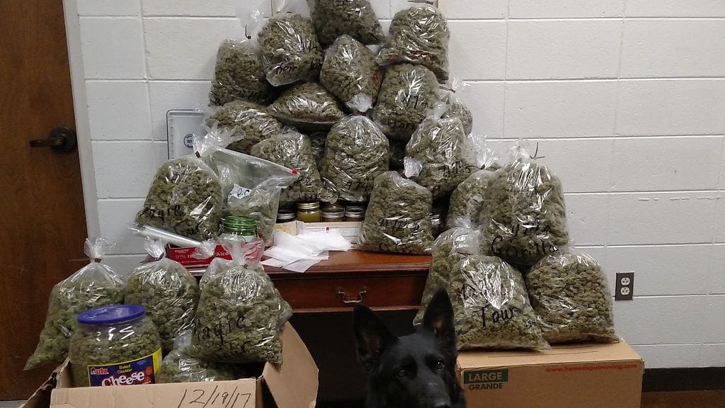 Tällainen "joululahjalasti" marihuanaa löytyi kahdeksankymppisen pariskunnan autosta. Kuva: York County Sheriff's Office.