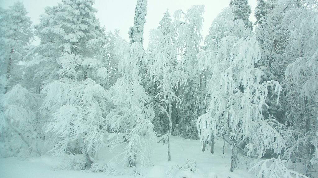 Joulupäivä. 25.12.2017. Pakkaskuuraa Posio Ylikitka. -16 astetta. Kuva: Eero Kela.