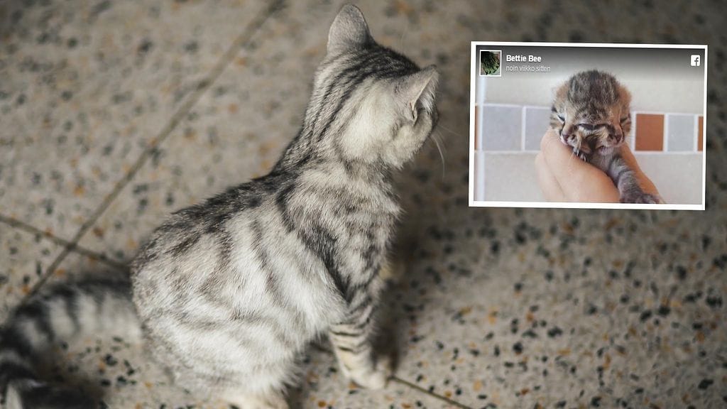 Bettie Beeksi nimetty kissa elää täyttä elämää kehityshäiriöstä huolimatta.