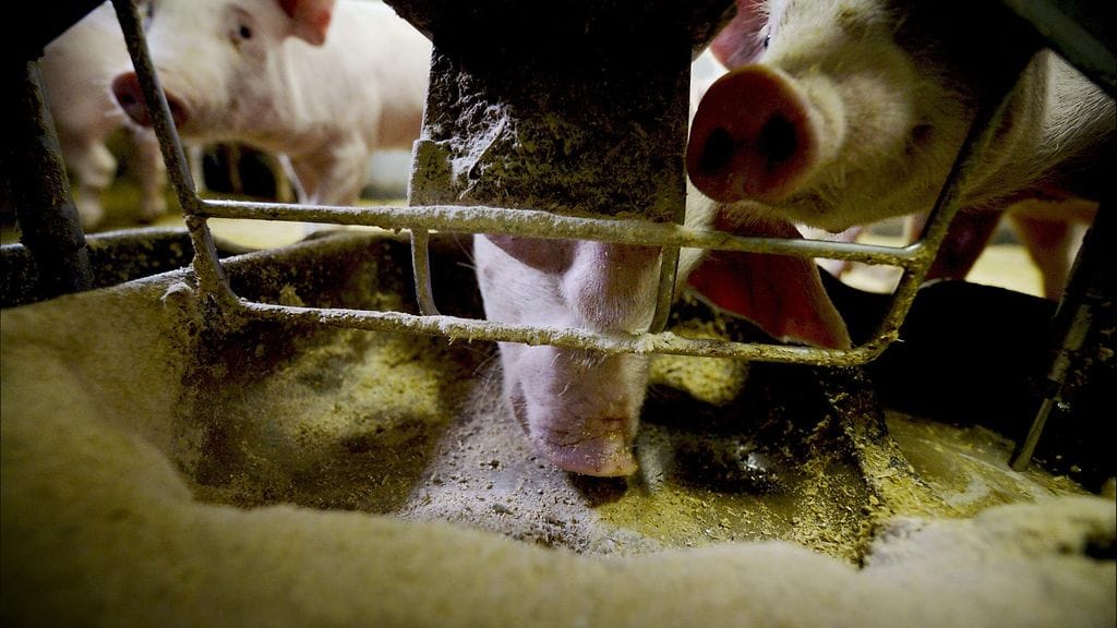 Sikoja sikalassa 9. lokakuuta 2013.