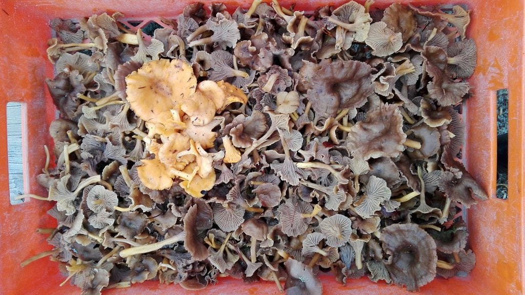 Oma kuva Petri Ramsten sienisato Sauvosta 26.12.2017