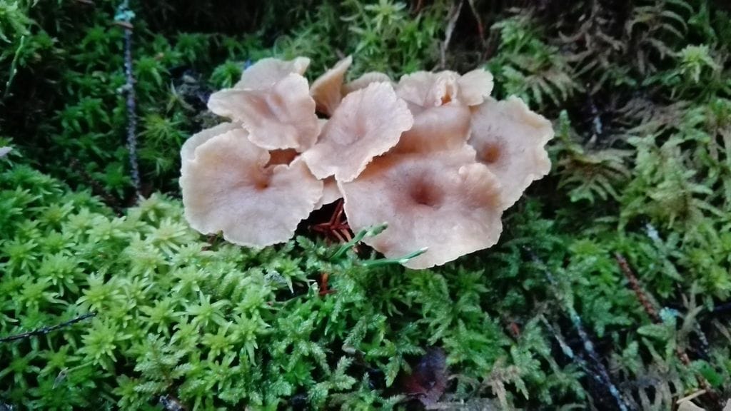 Oma kuva Petri Ramstén suppilovahvero Sauvossa 26.12.2017