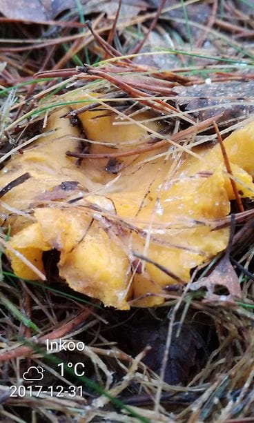 Vuoden viimeinen kantarelli?