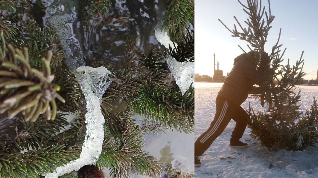 Kuvissa ahvenen mätinauhoja kuusen oksilla sekä joulukuusi menossa jään alle.