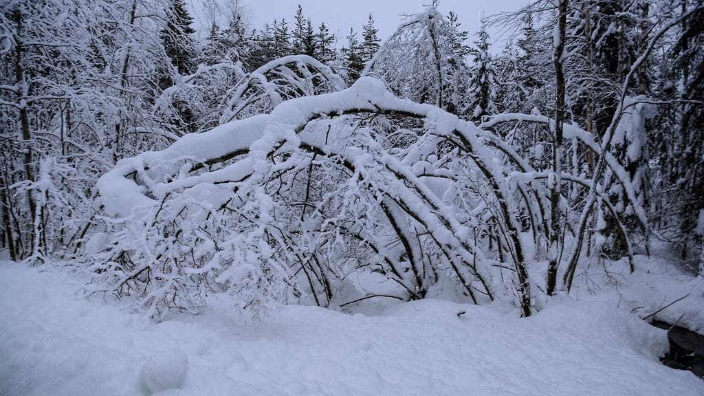 Maija Savolainen, Nurmes
