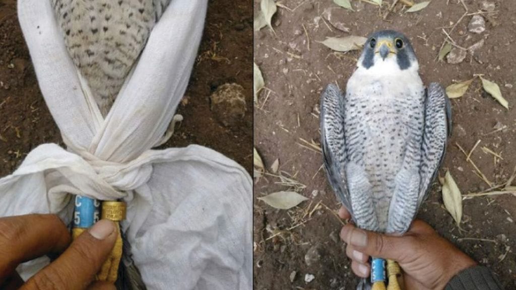 Muuttohaukka, poikaset ja Jouni 2