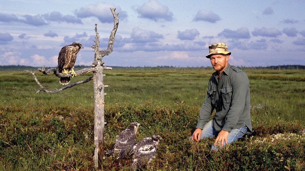 Jouni Ruuskanen kolmen muuttohaukan poikasen kanssa. Tältä samalta suolta Ruuskanen rengasti vuonna 2008 muuttohaukan, jonka salametsästäjät ottivat kiinni Marokossa viime vuonna.