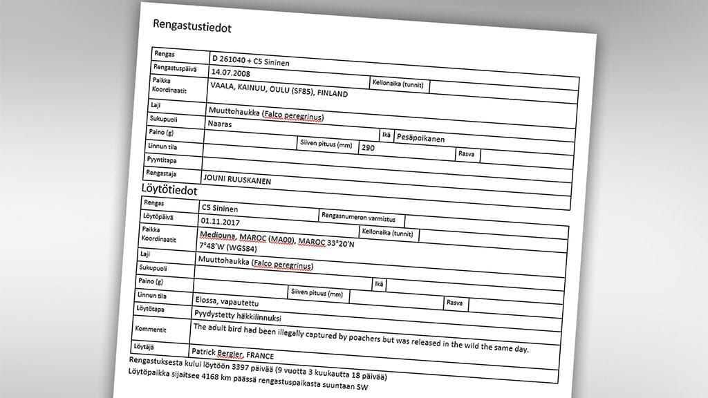 Muuttohaukka, poikaset ja Jouni 4