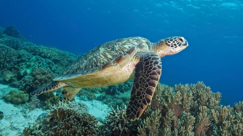 Liemikilpikonna polskimassa meressä Filippiinien lähellä.