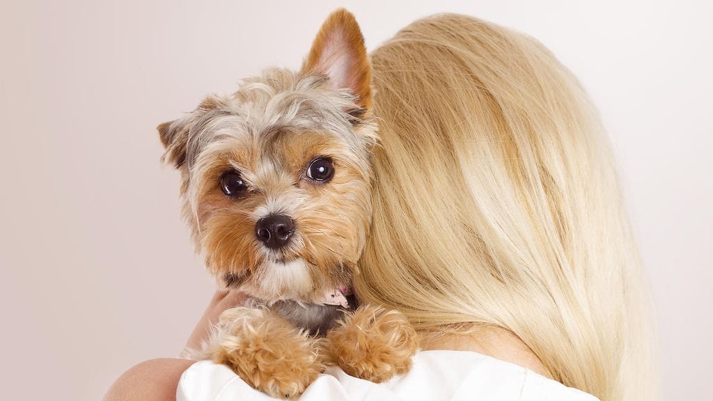 Korvien kääntäminen taakse voi viestittää epämukavuudesta.