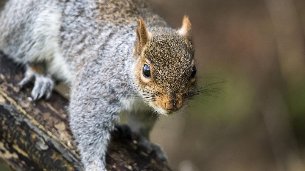 Kuvan orava ei liity tapaukseen.