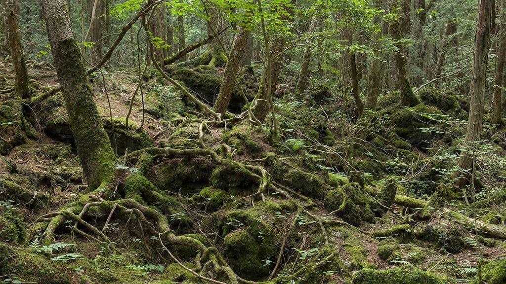Japanissa Fuji-vuoren laitamilla sijaitsevalla Aokigaharan metsällä on ollut maine itsemurhametsänä jo kauan ennen YouTube-kohua.