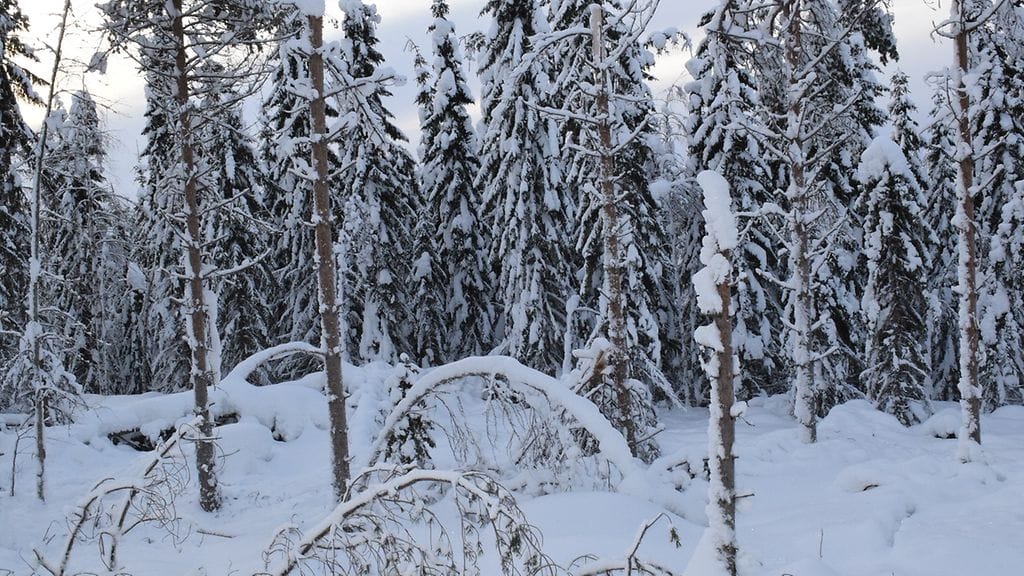 Yleensä tykkylumi katkoo nuoria kasvatusmänniköitä.
