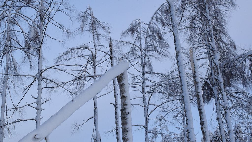 Jopa järeät vanerikoivut ovat katkeilleet lumen painosta.