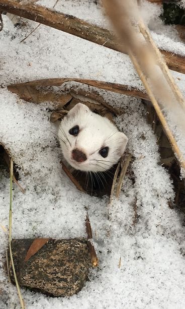 Lukijan kuva Maarit Alitalo, Tammela
