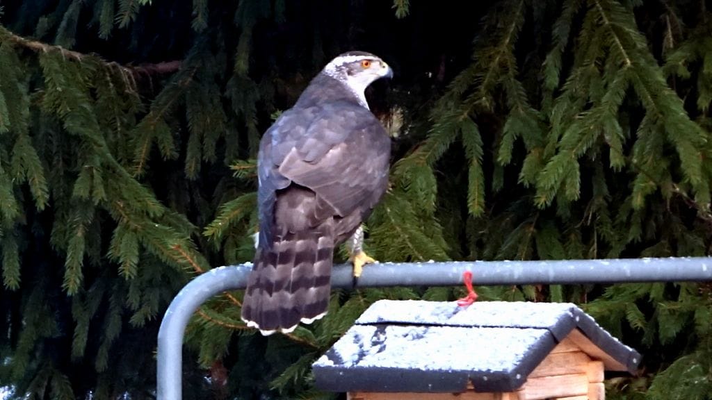 Lukijan kuva Tuula Lumivirta kanahaukka kotipihassa