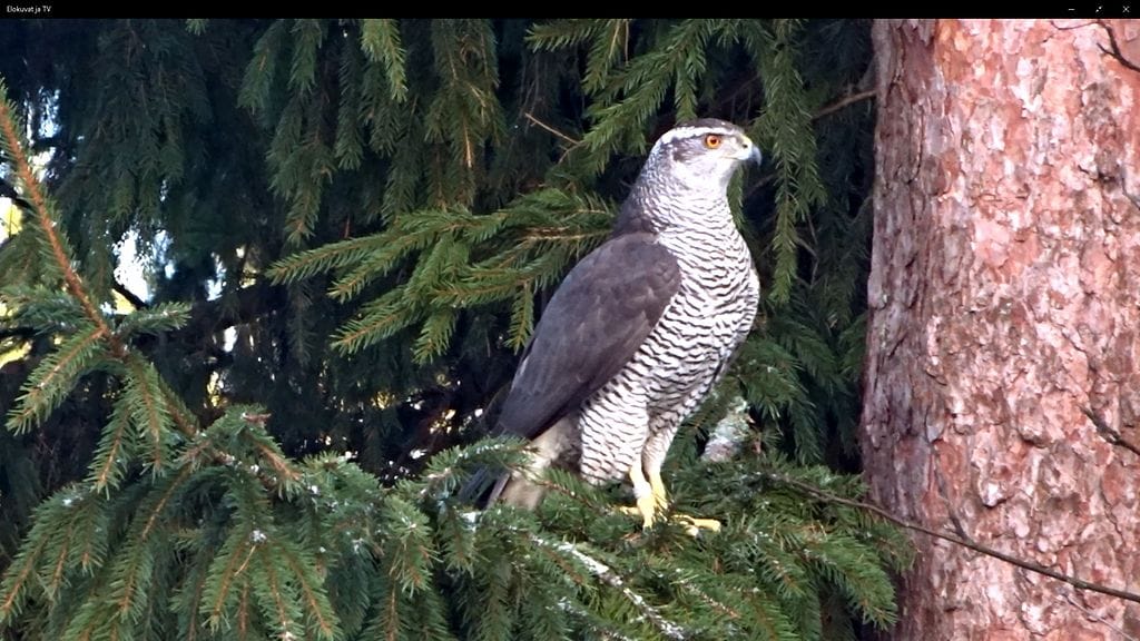 Lukijan kuva Tuula Lumivirta kanahaukka kotipihassa (1)