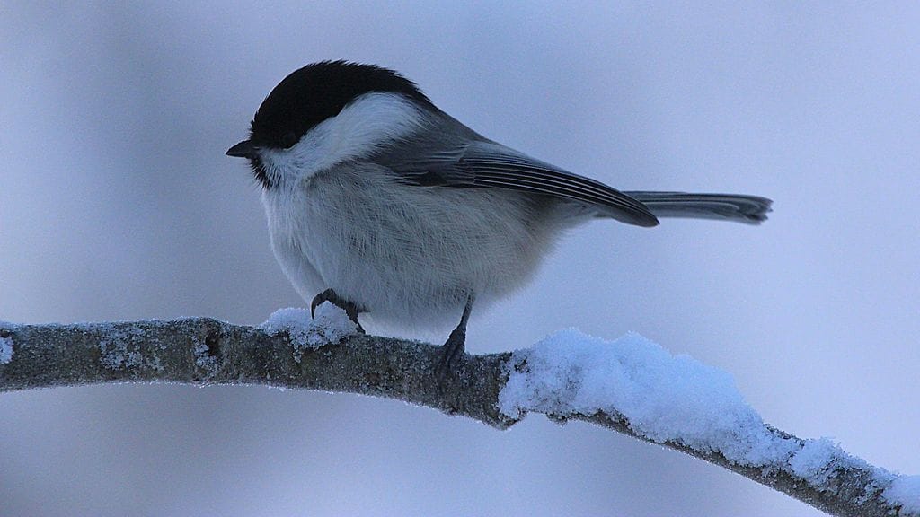 Lukijan kuva hömötiainen Raija Kokkola, Valtimo
