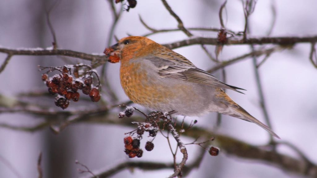 Heikki Sivill ,Uurainen taviokuurna