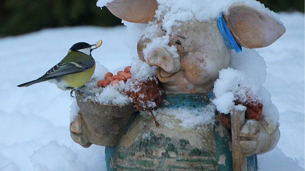 Lukijan kuva Sirpa Jyske, Virrat talitintti