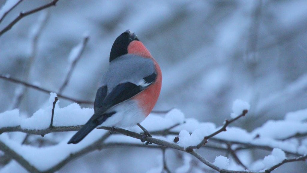 Lukijan kuva Raija Kokkola, Valtimo