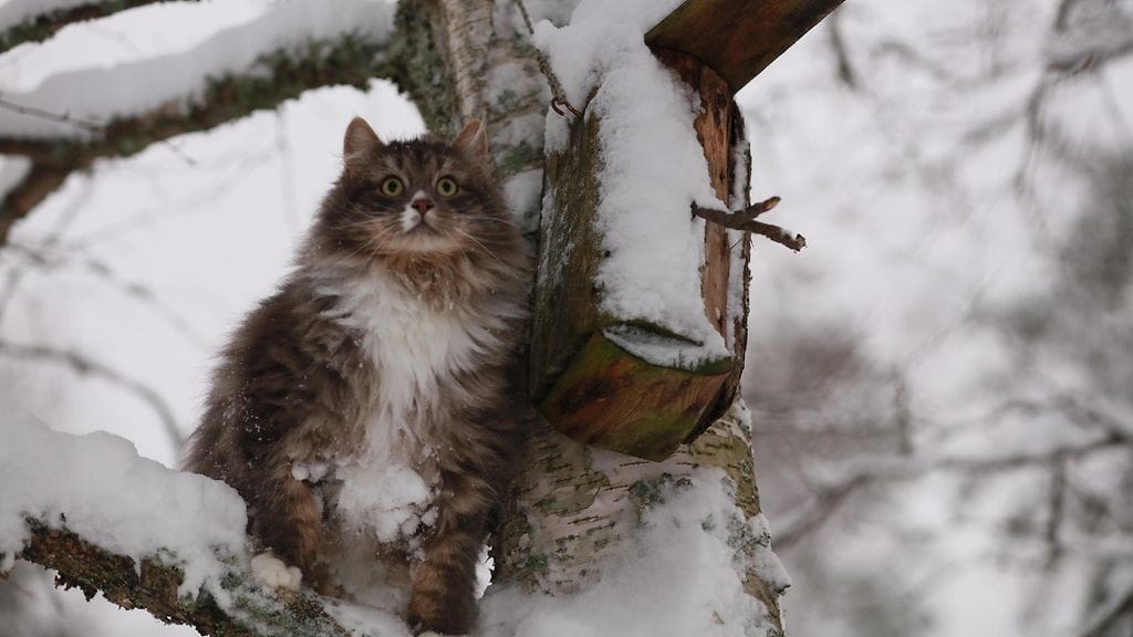 Lukijan kuva Pekka Hatunen, Vaala