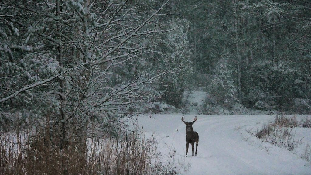 Lukijan kuva Keijo Väänänen, Varsinais-Suomi valkohäntäpeura