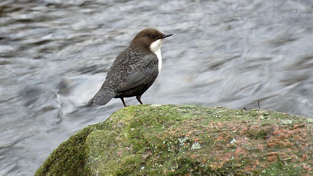 Lukijan kuva Kalevi Elmala, Lahti Koskikara (Cinclus cinclus)