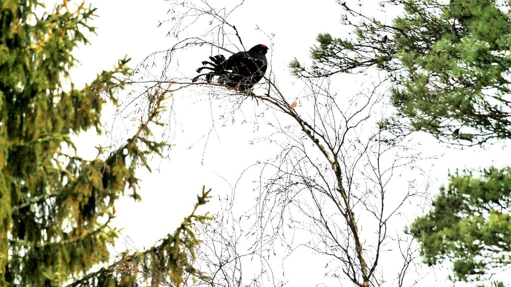 Lukijan kuva Keijo Väänänen, Varsinais-Suomi Teeriherra rouvan kanssa lounaalla