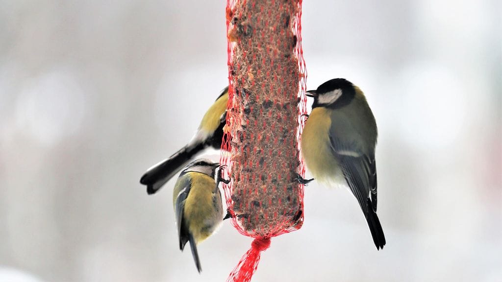 Lukijan kuva Pekka Hatunen, Vaala (1)