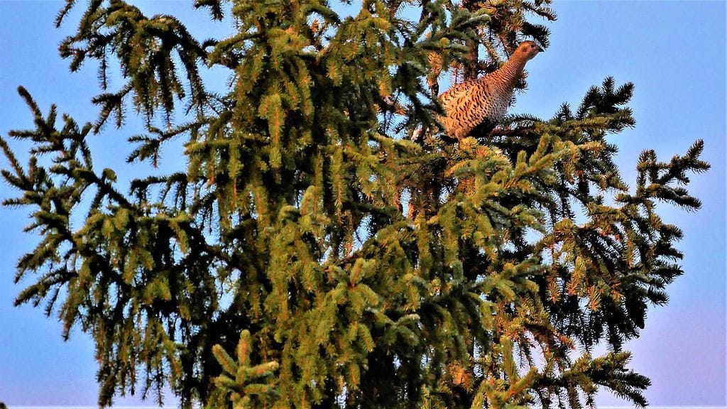 Lukijan kuva Keijo Väänänen, Varsinais-Suomi