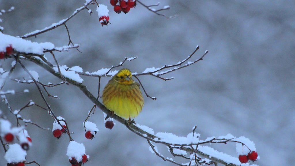 Lukijan kuva Raija Kokkola, Valtimo keltasirkku
