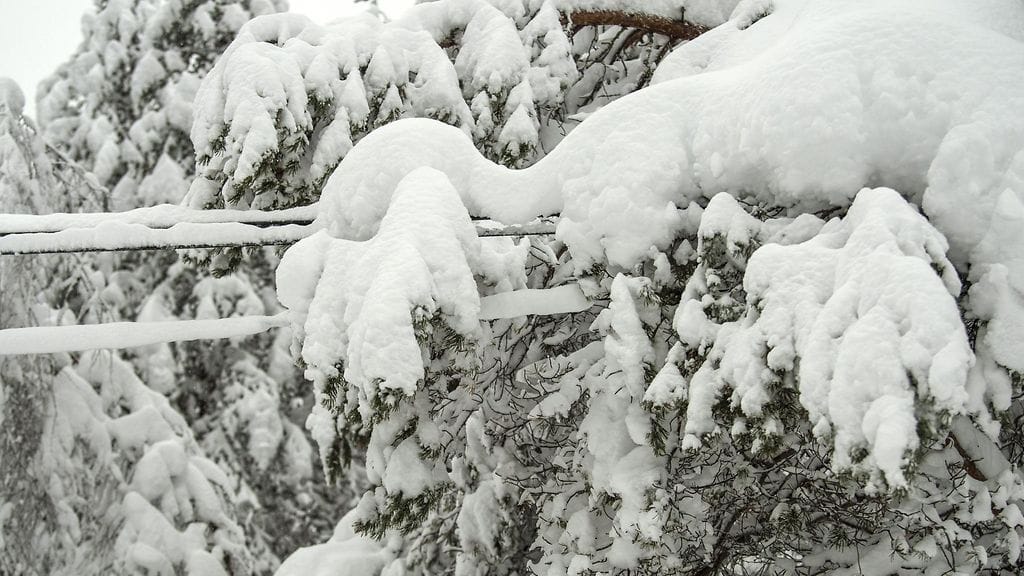 Tykkylumi painoi puita sähkölinjojen päälle Hyrynsalmella viime viikolla.