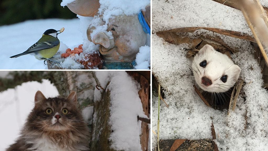 Talitiainen, kissa ja lumikko MTV Uutisten lukijoiden kuvissa.